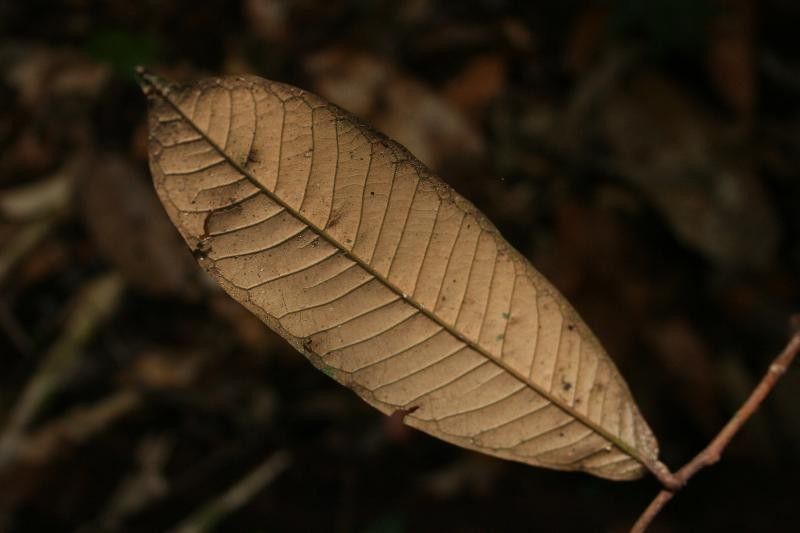 Couepia caryophylloides leaf