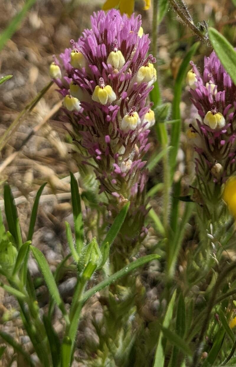 Castilleja exserta — search result for 'Castilleja'