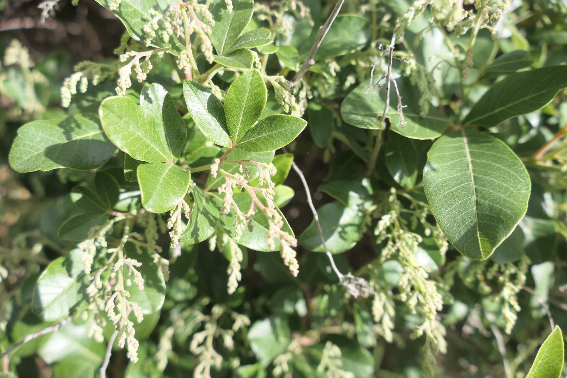 Searsia tomentosa — houseplant care guide