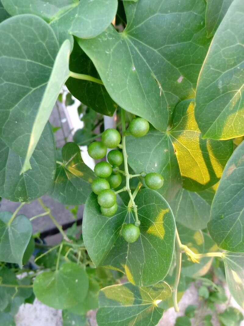 Tinospora cordifolia fruit