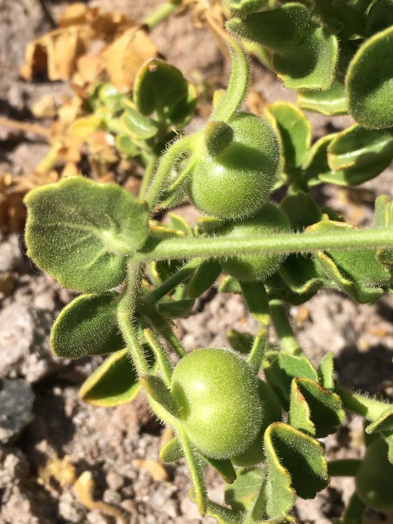 Solanum pennellii fruit