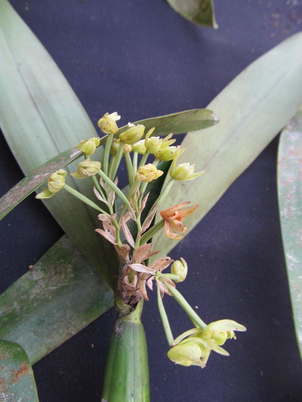 Scaphyglottis lindeniana other