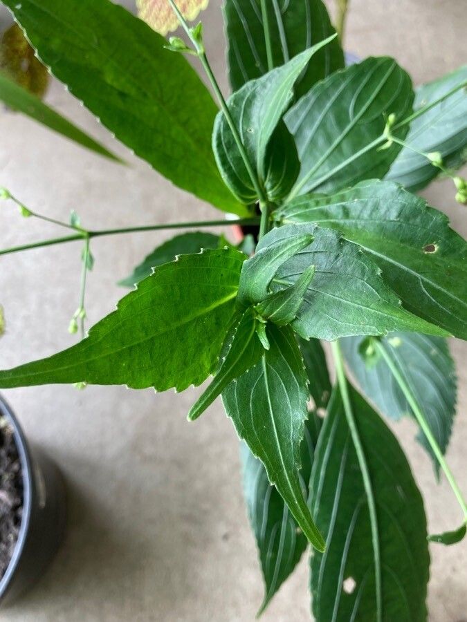 Strobilanthes hamiltoniana leaf