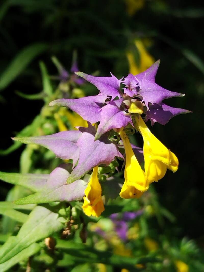 Melampyrum velebiticum flower