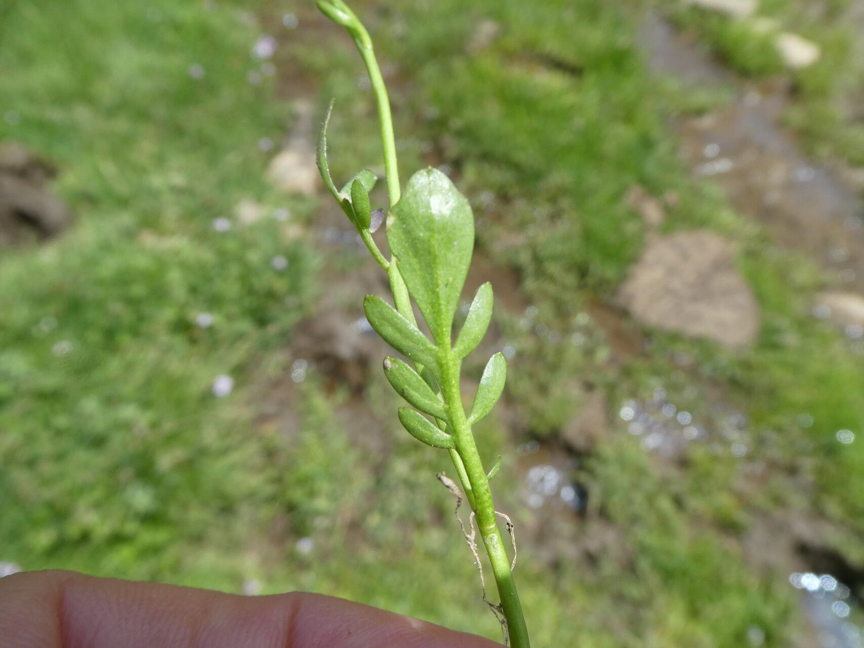 Cardamine crassifolia leaf