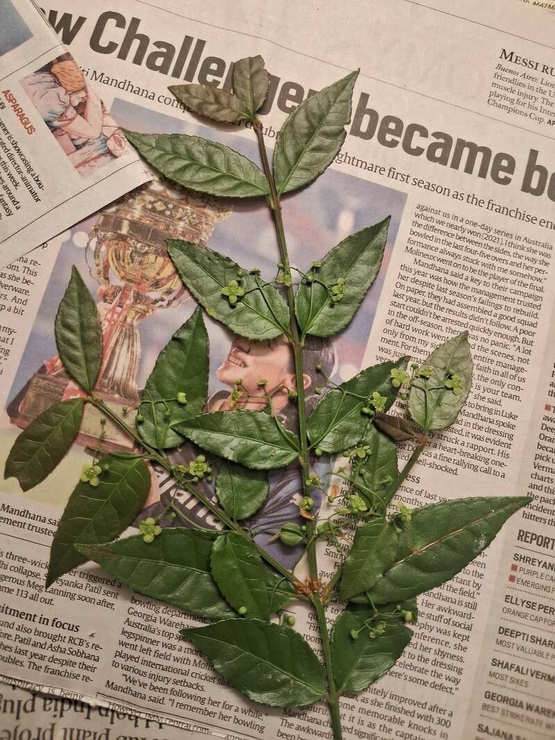 Euonymus echinatus leaf