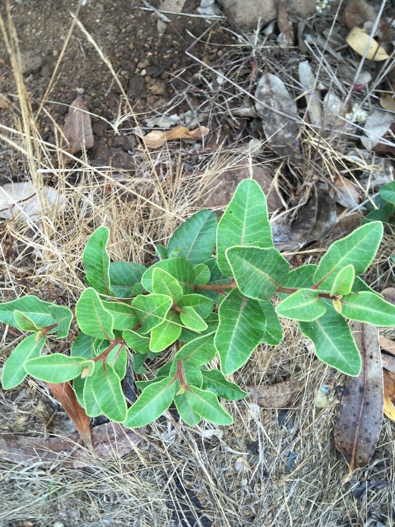 Lithraea caustica leaf