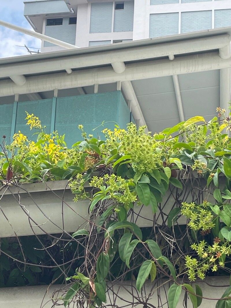 Tristellateia australasiae — search result for 'Menispermaceae'