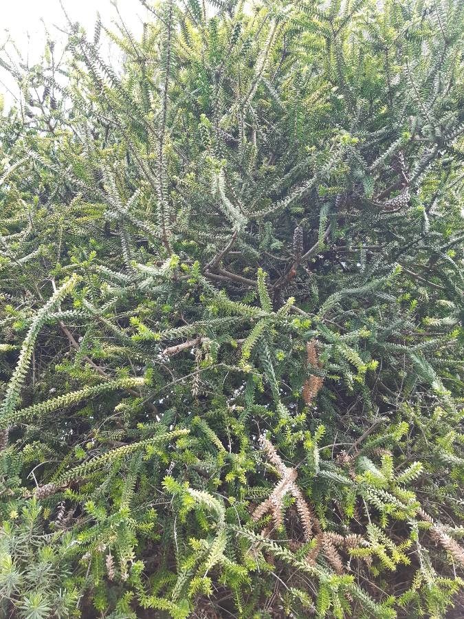 Melaleuca diosmifolia habit