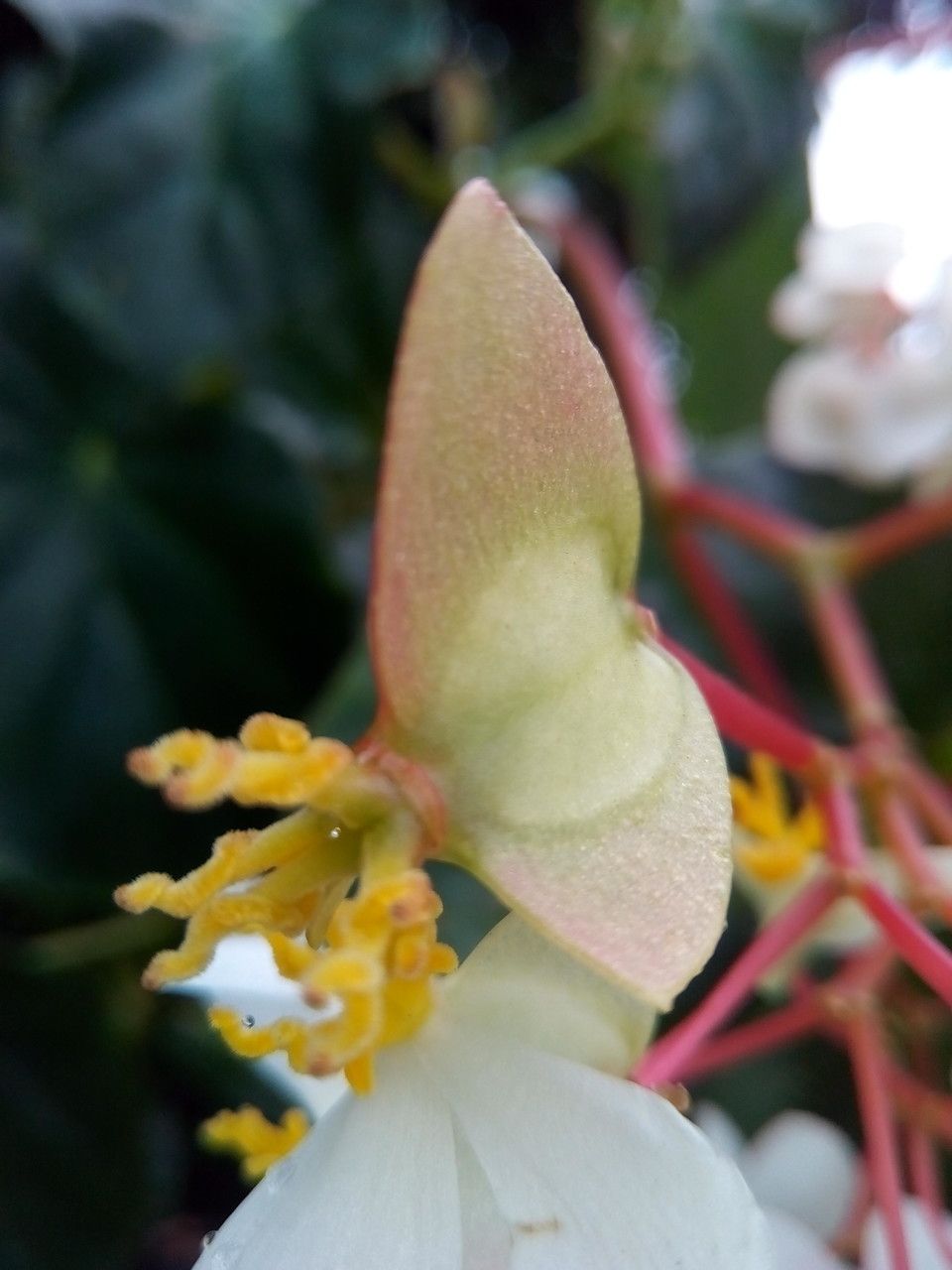 Begonia minor fruit