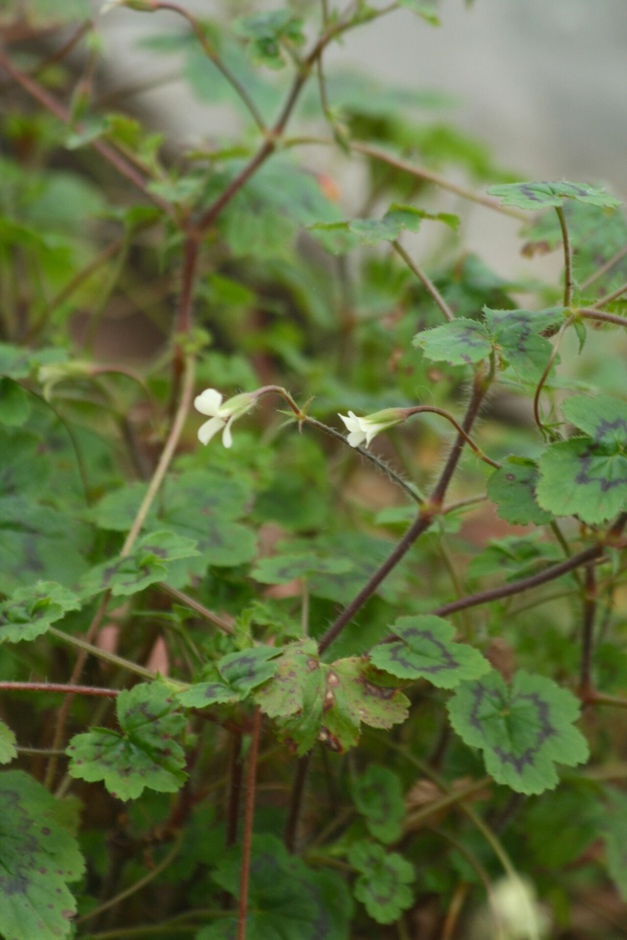 Pelargonium elongatum — houseplant care guide