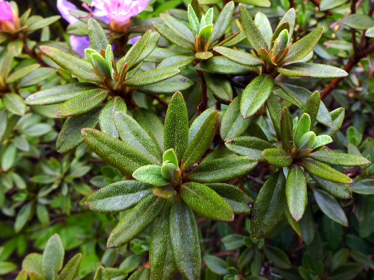 Rhododendron yungningense — houseplant care guide