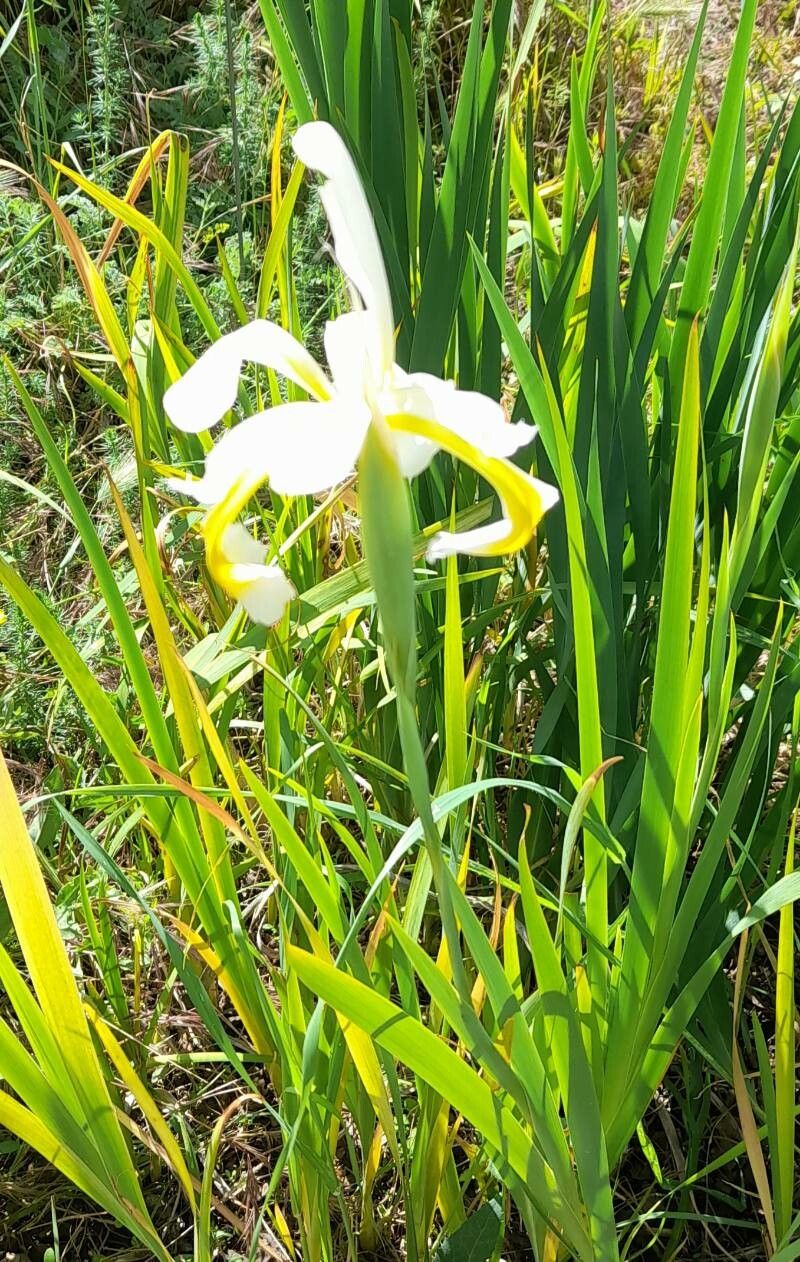 Iris halophila habit