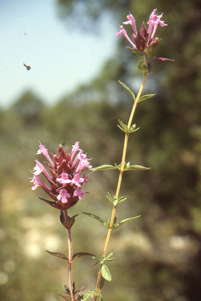 Thymus broussonetii flower
