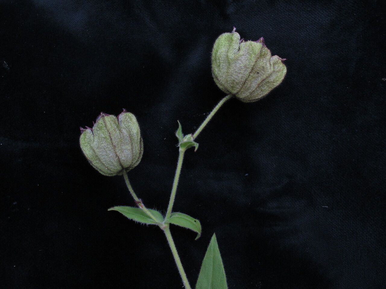 Silene helleboriflora habit