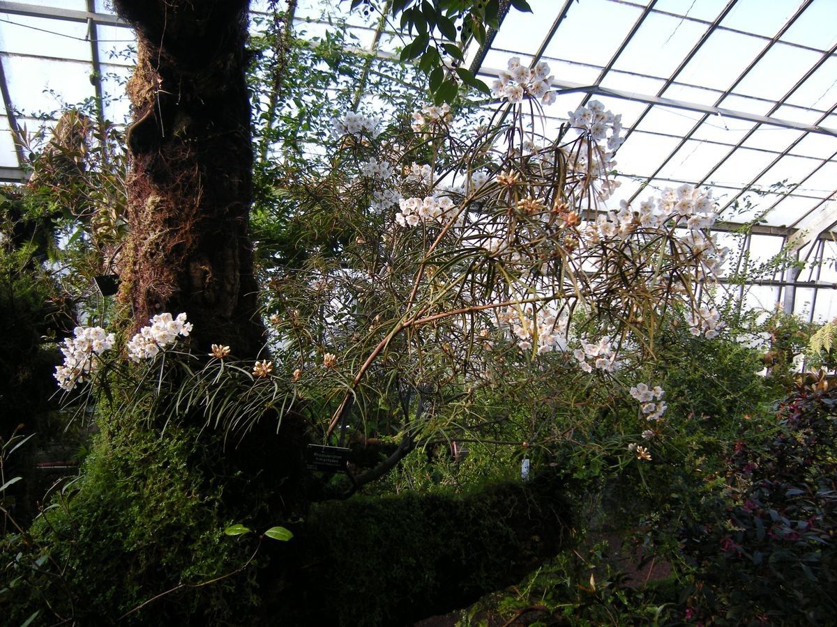 Rhododendron himantodes habit