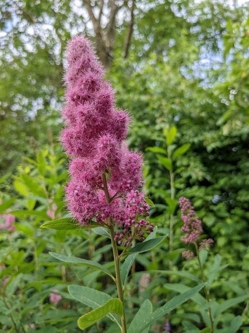 Spiraea × billardii flower