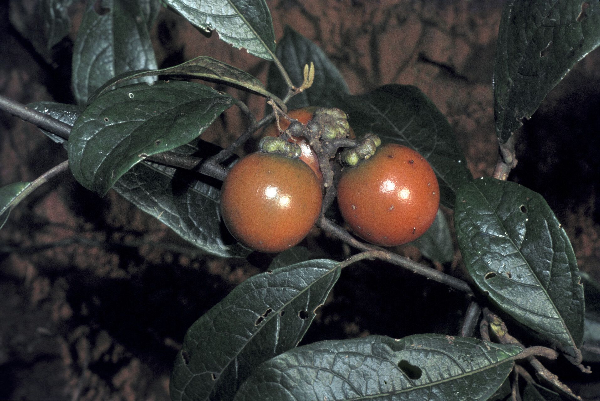 Solanum sendtnerianum fruit