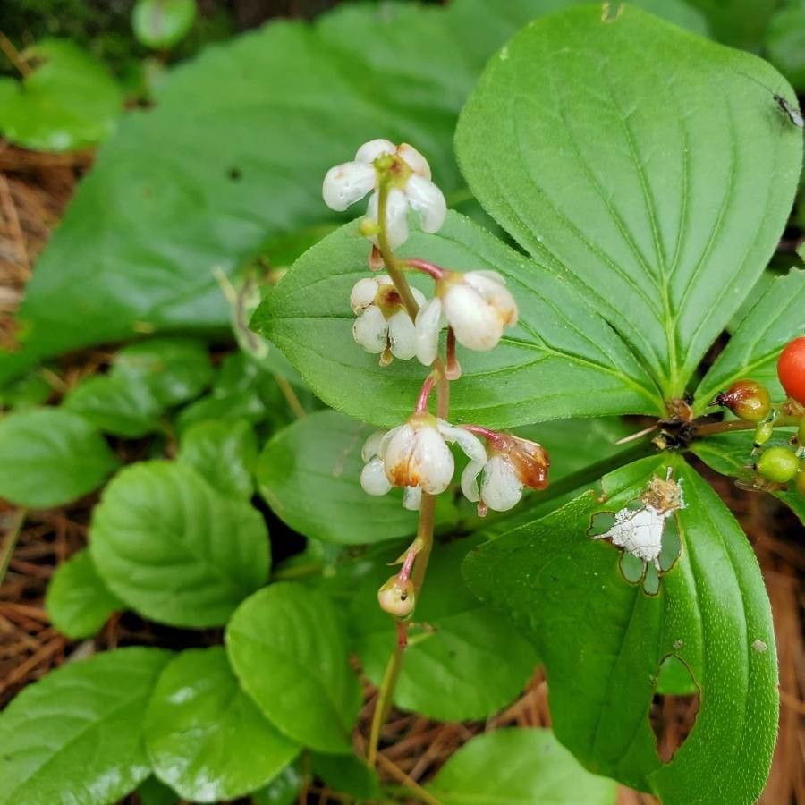 Pyrola elliptica fruit