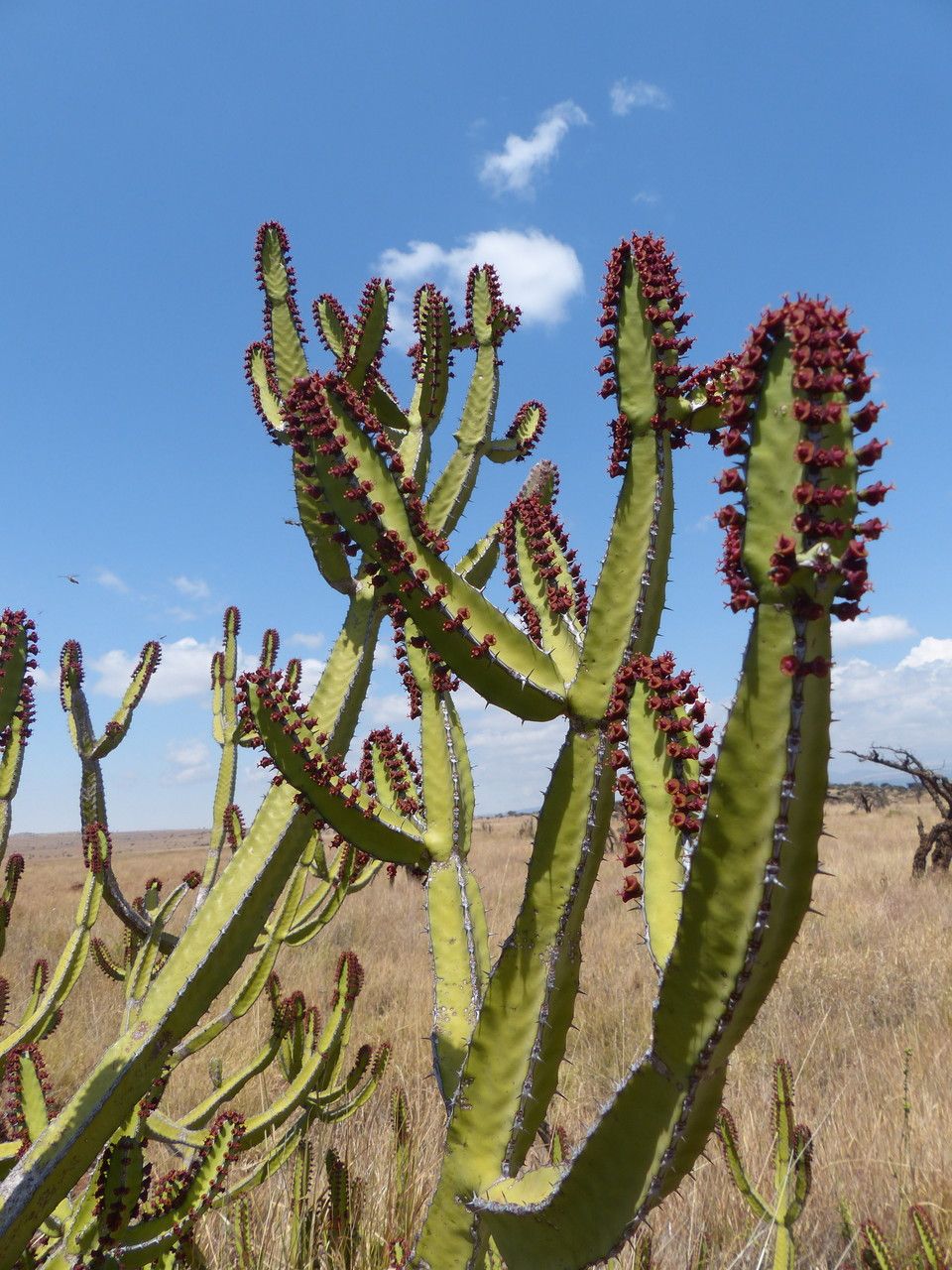 Euphorbia scarlatina other