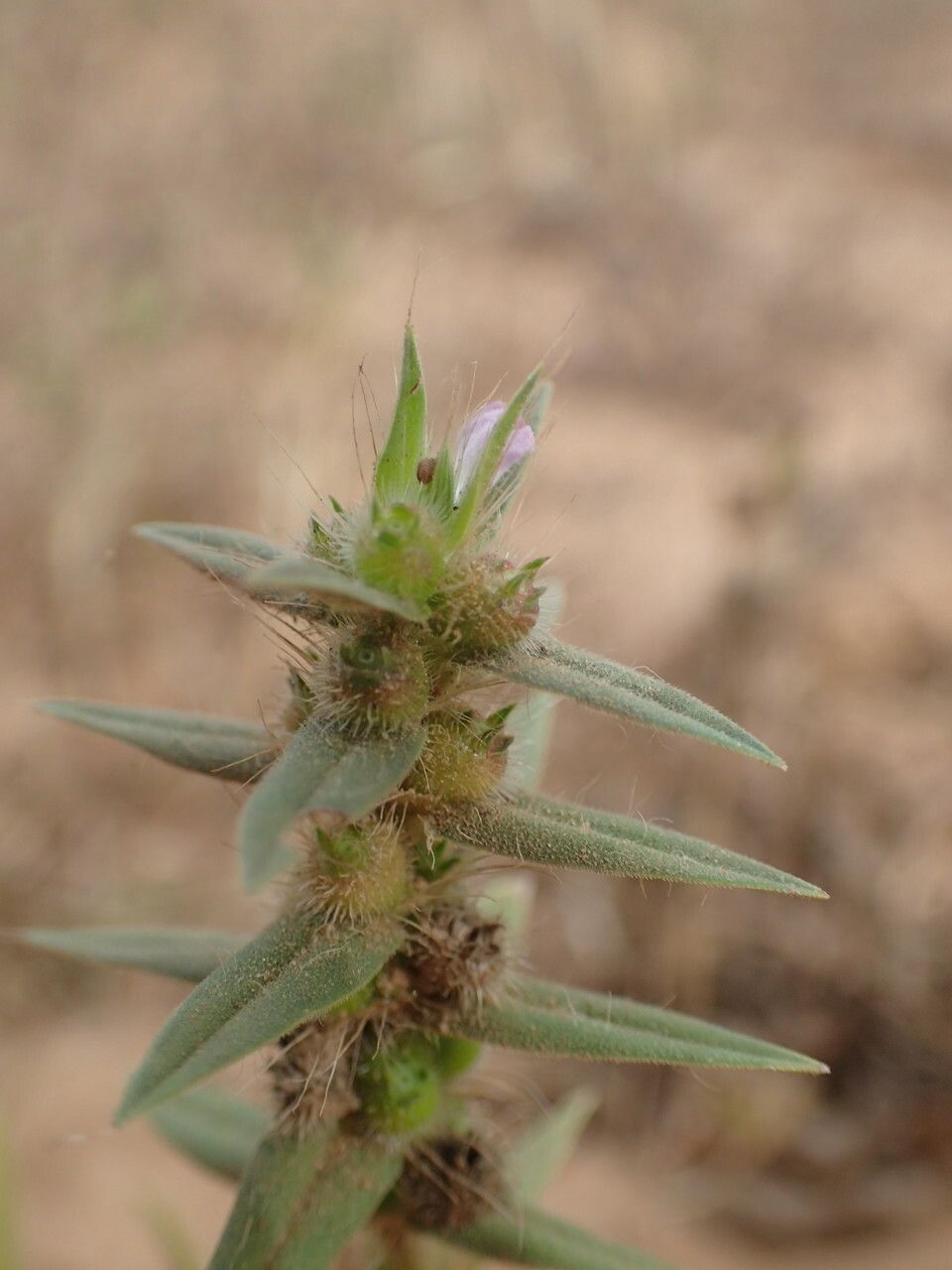 Diodella teres — search result for 'Angola'