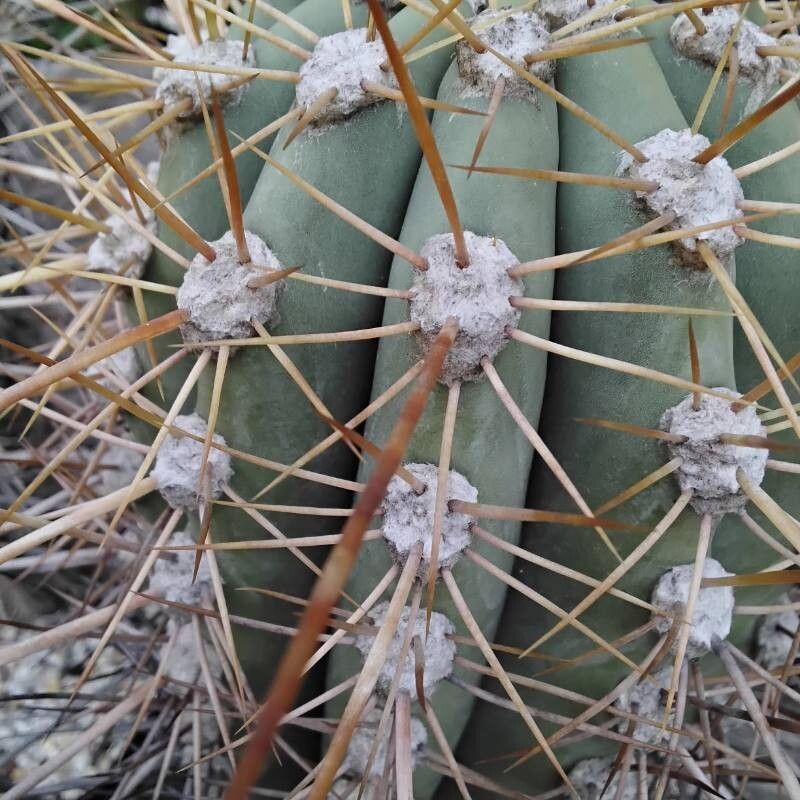 Weberbauerocereus cephalomacrostibas leaf