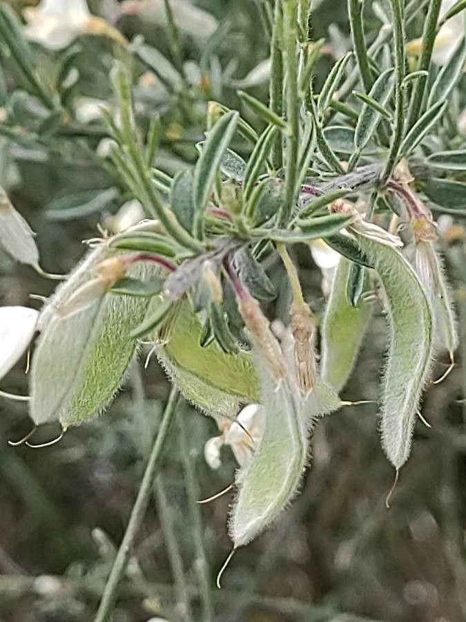 Cytisus multiflorus fruit