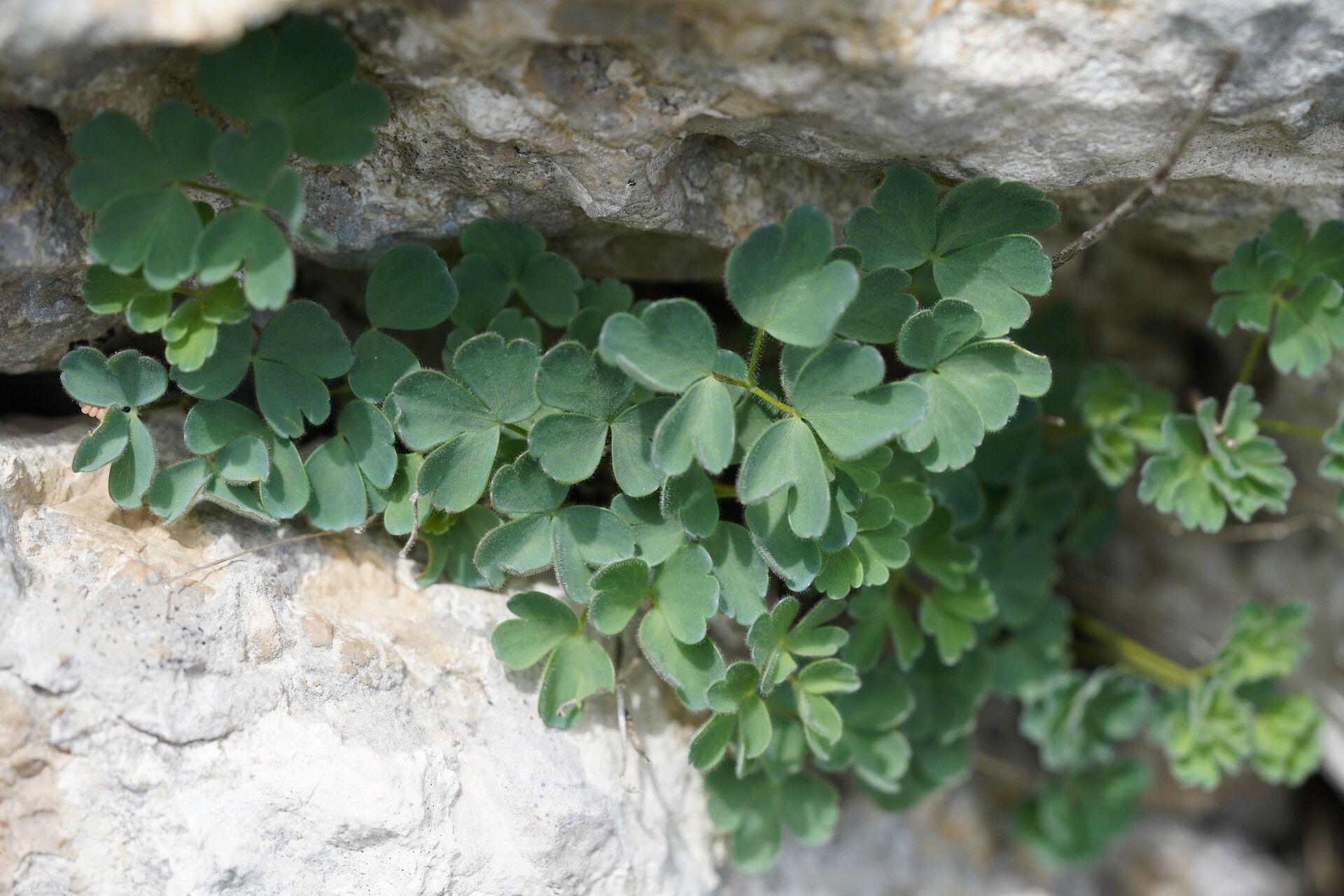 Aquilegia kitaibelii — search result for 'Aquilegia'