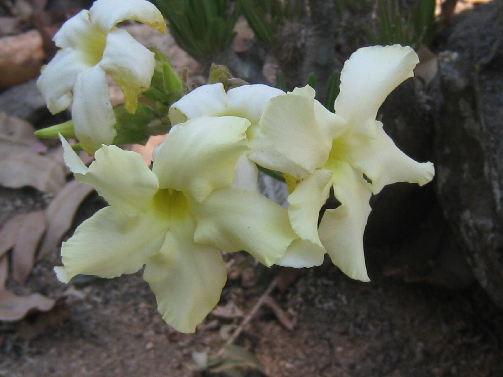 Pachypodium inopinatum — search result for 'Pachypodium'