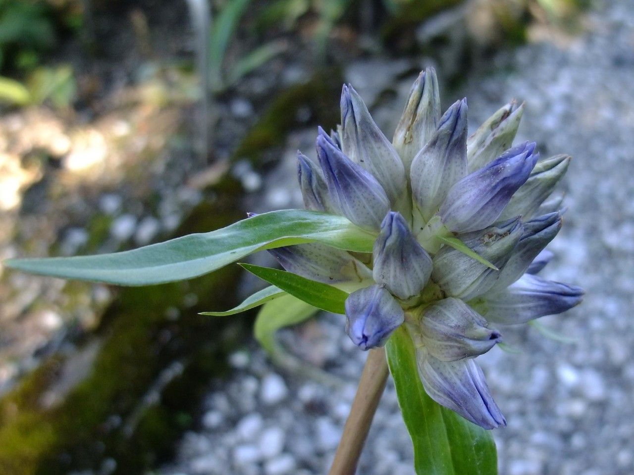 Gentiana walujewii flower