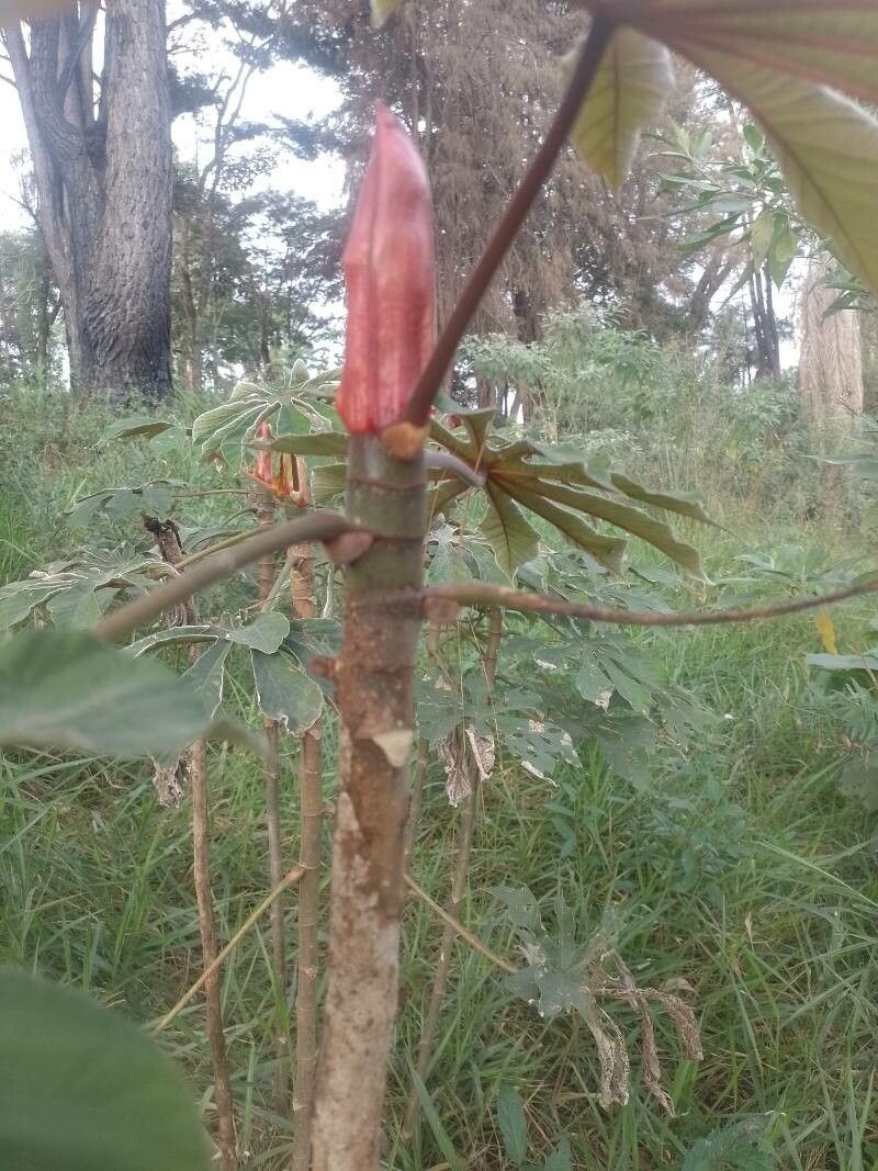 Cecropia albicans bark