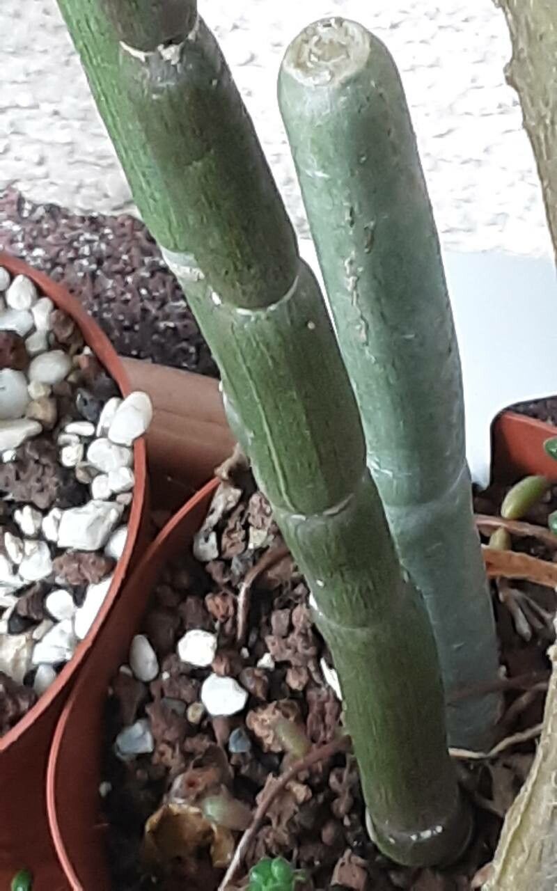 Ceropegia fusca — search result for 'Ceropegia'