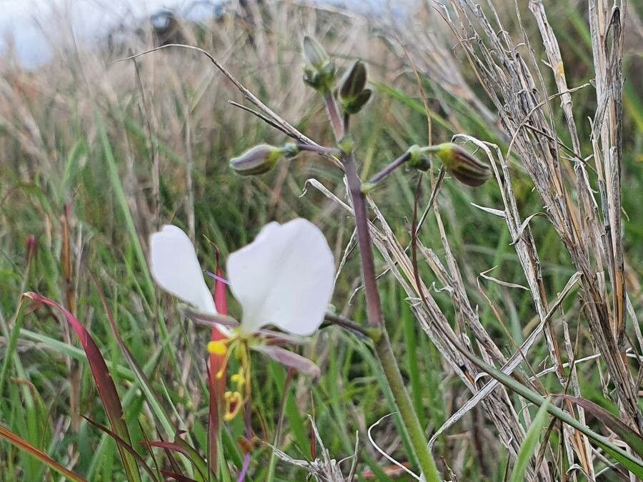 Aneilema hockii flower