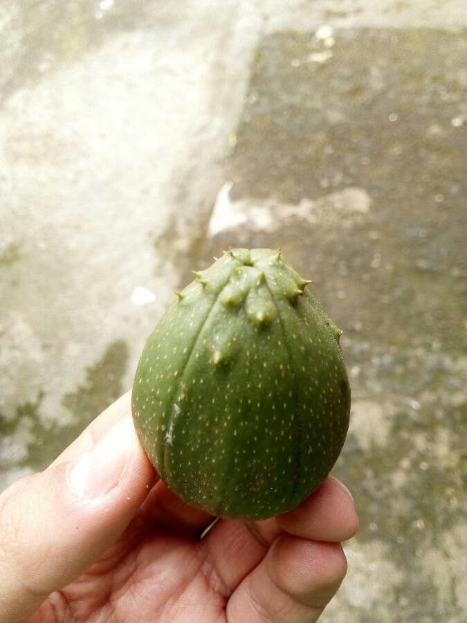 Sechium tacaco fruit
