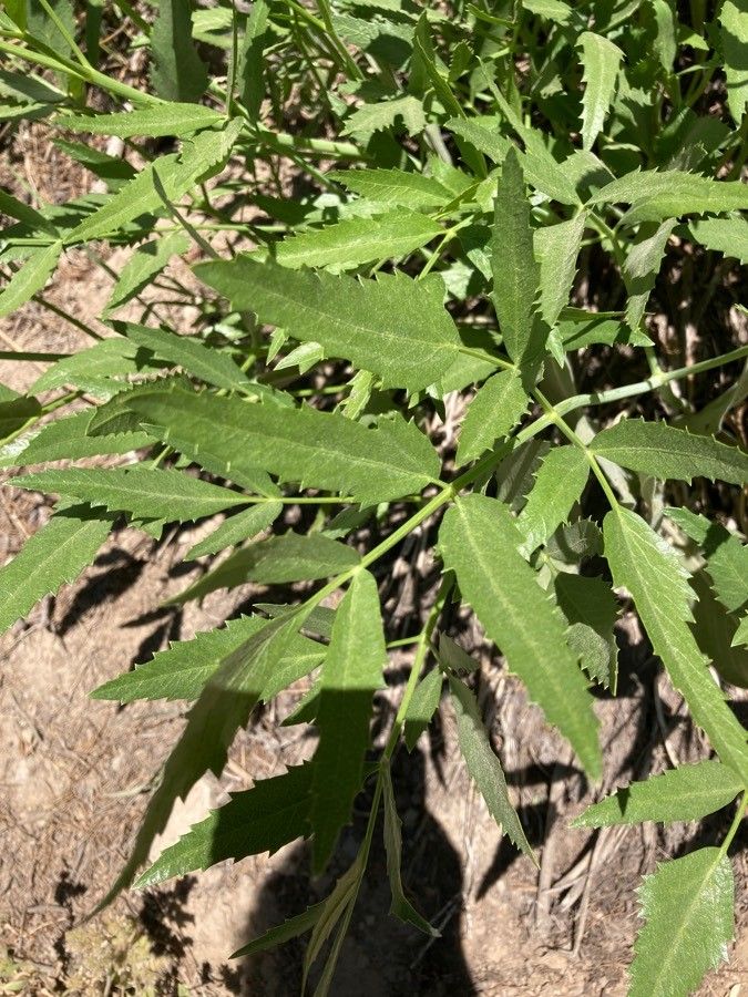 Angelica breweri — related species from the same genus