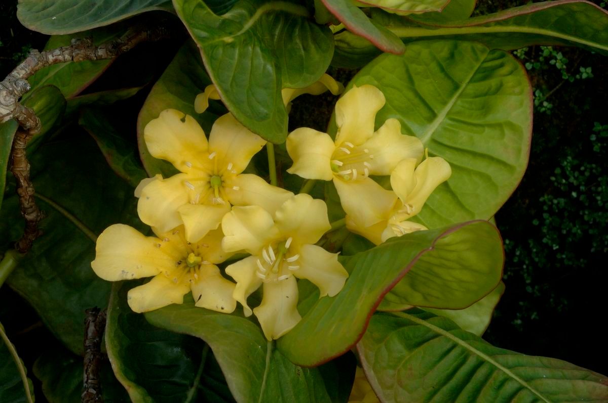 Rhododendron intranervatum flower