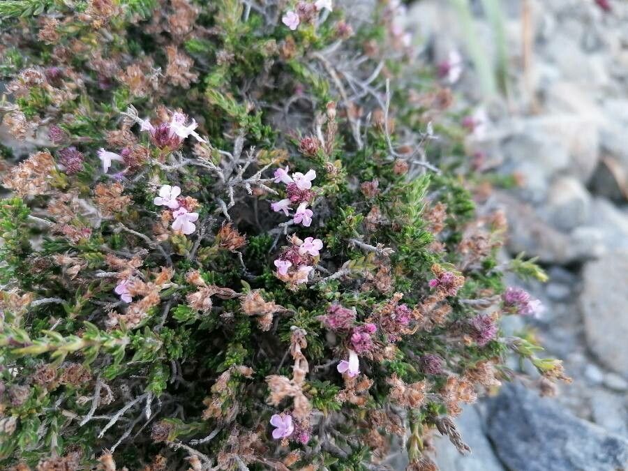 Thymus hyemalis habit