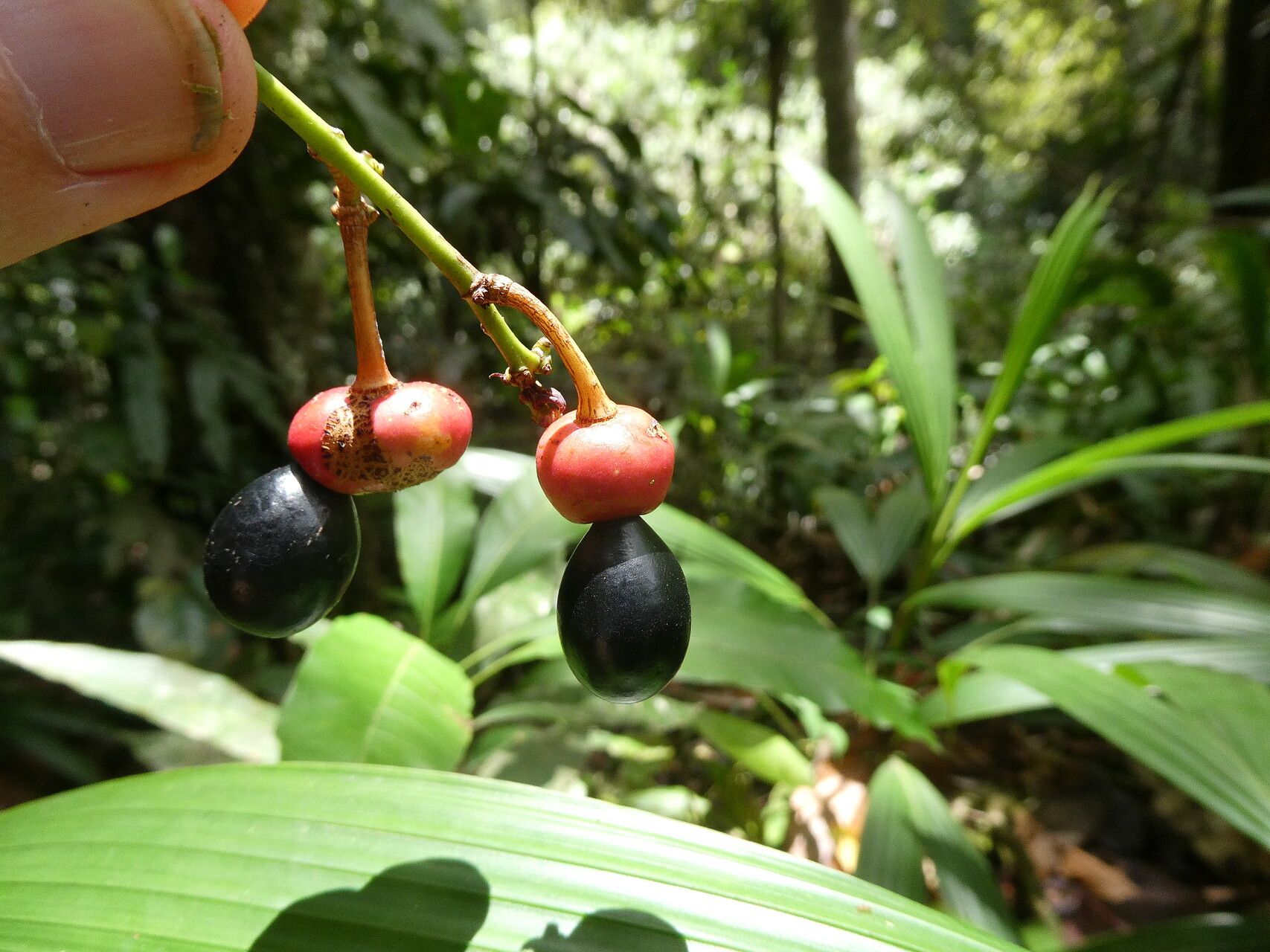 Ouratea longifolia fruit