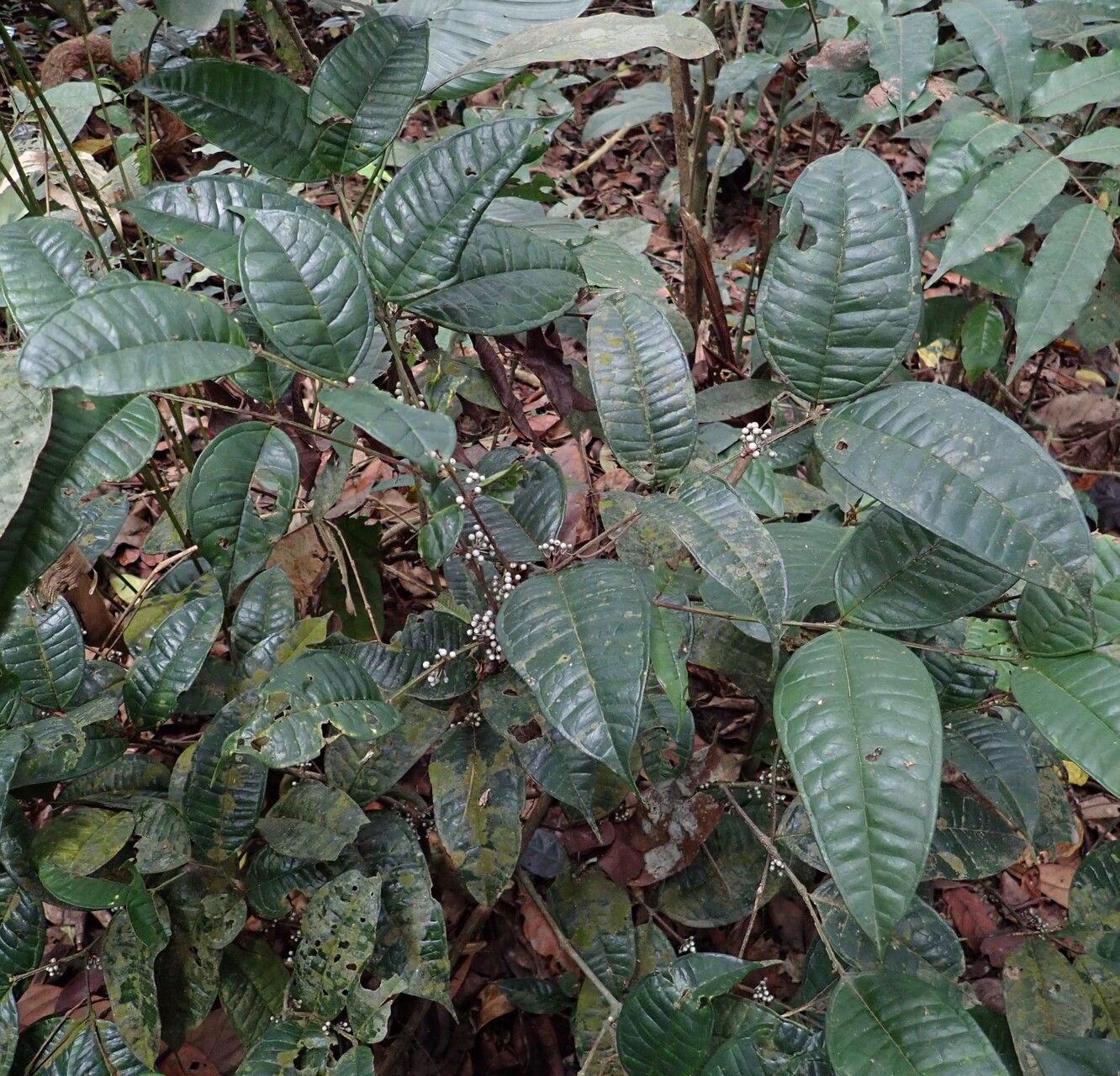 Memecylon zenkeri habit