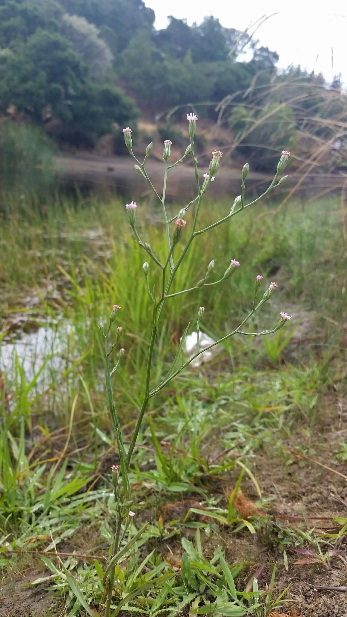Symphyotrichum expansum habit