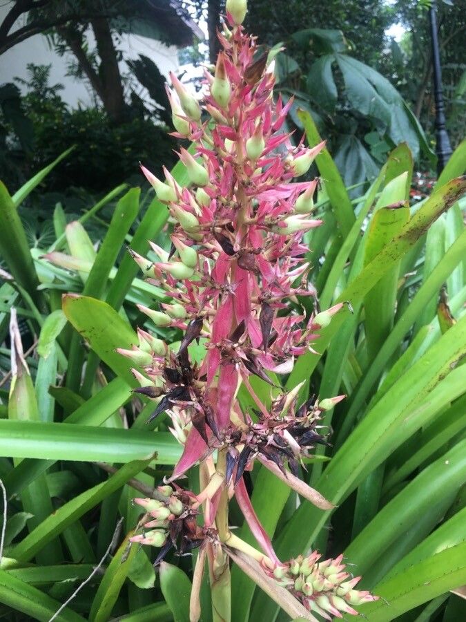 Guzmania plumieri fruit