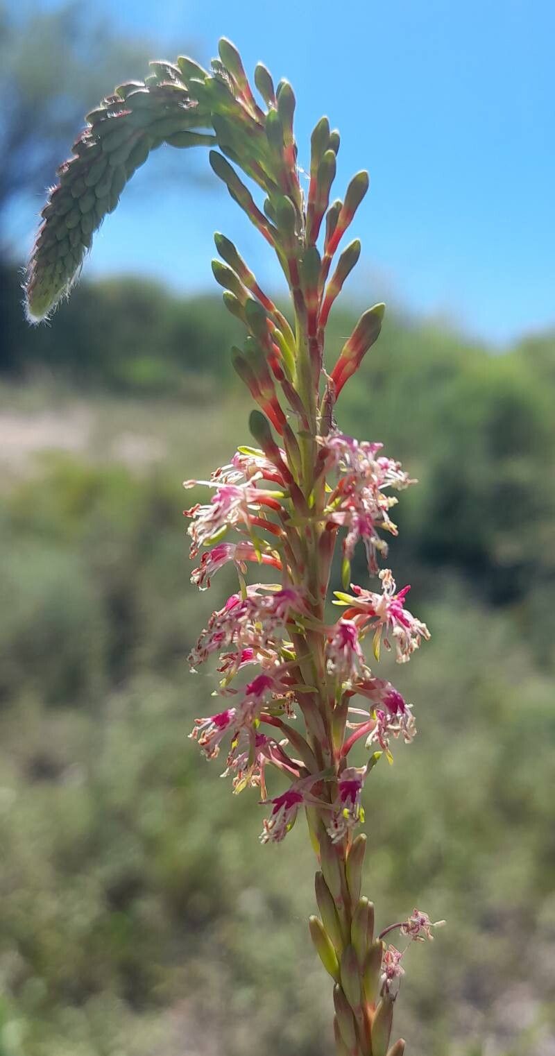 Oenothera curtiflora flower