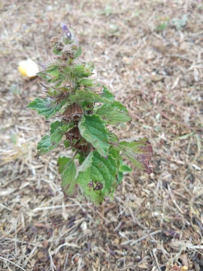 Hyptis suaveolens fruit
