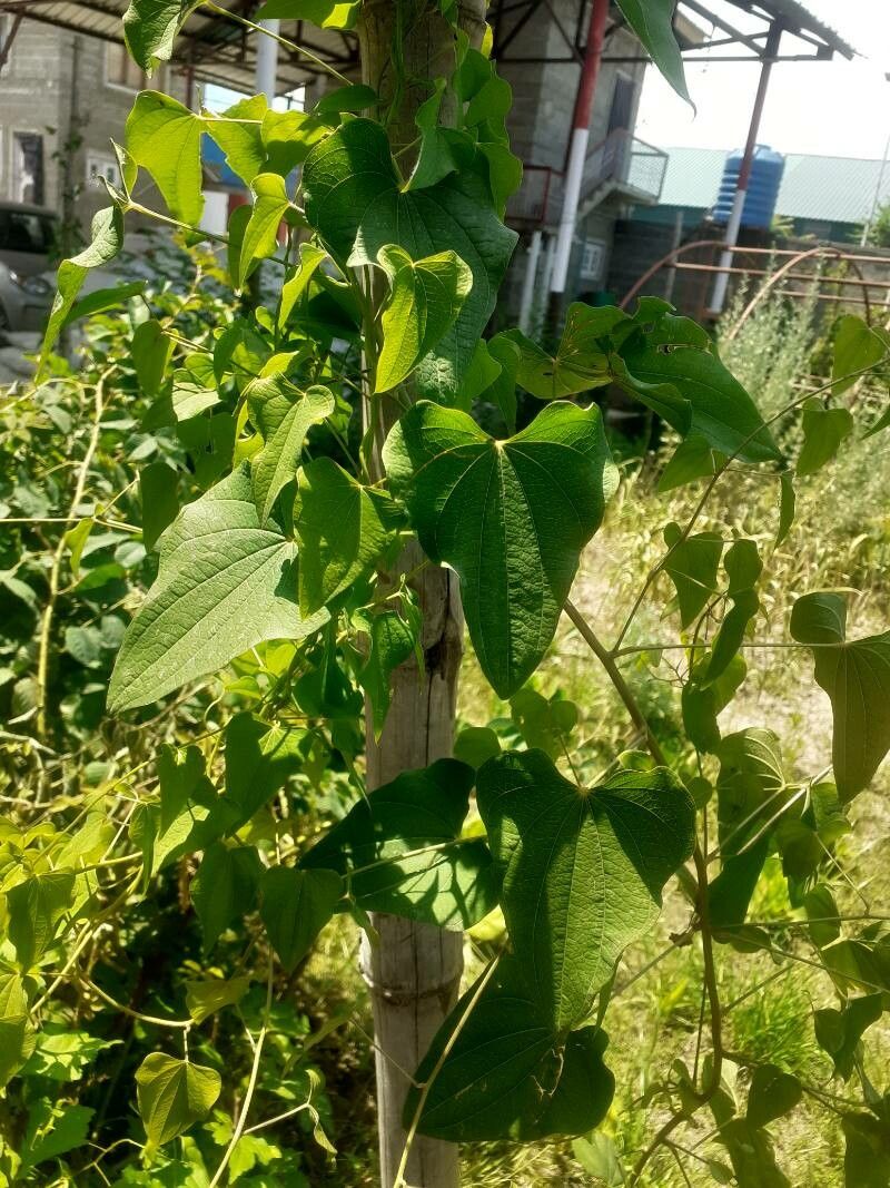 Dioscorea deltoidea — search result for 'Dioscorea'