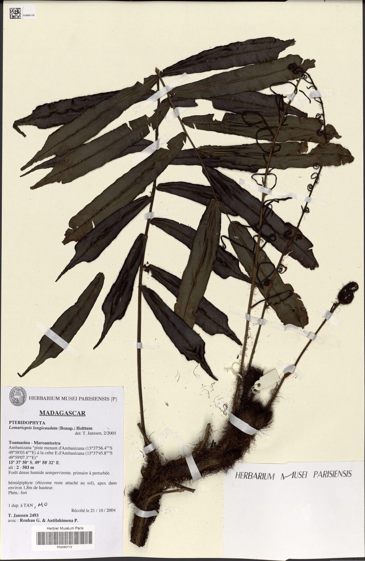 Lomariopsis longicaudata — houseplant care guide