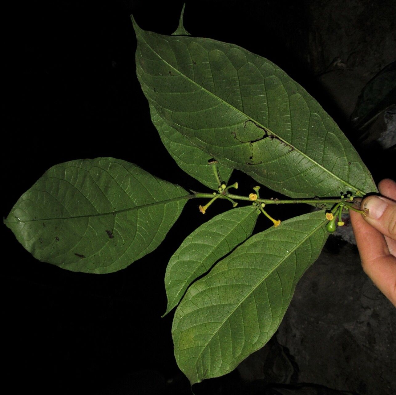 Dorstenia africana flower
