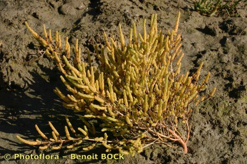 Salicornia stricta habit