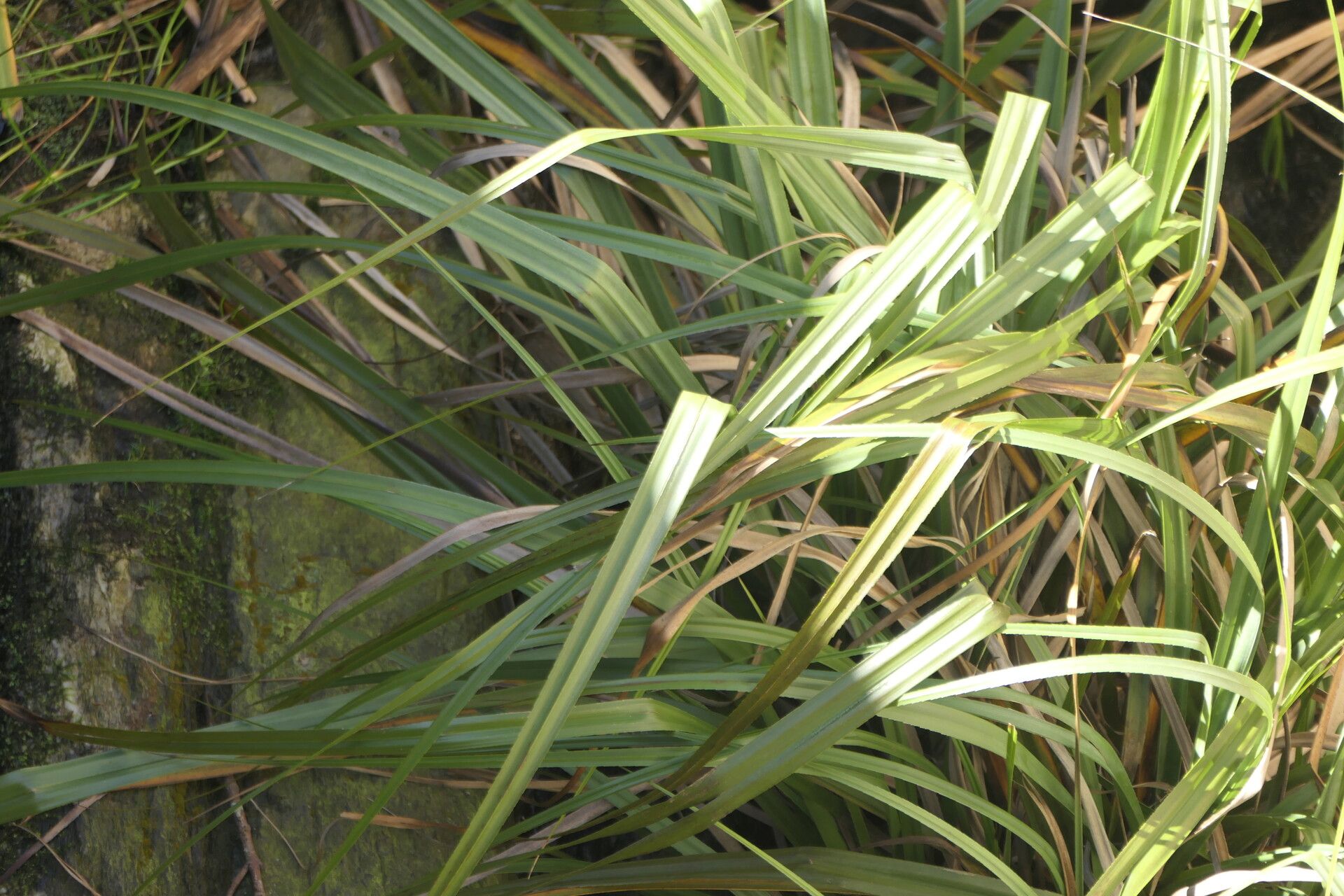 Prionium serratum leaf