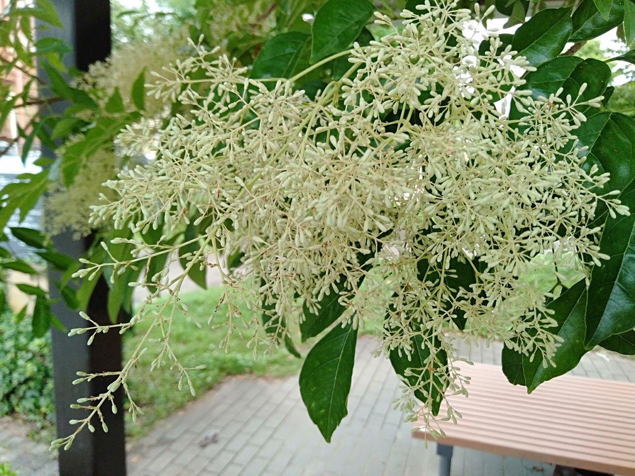 Fraxinus sieboldiana flower