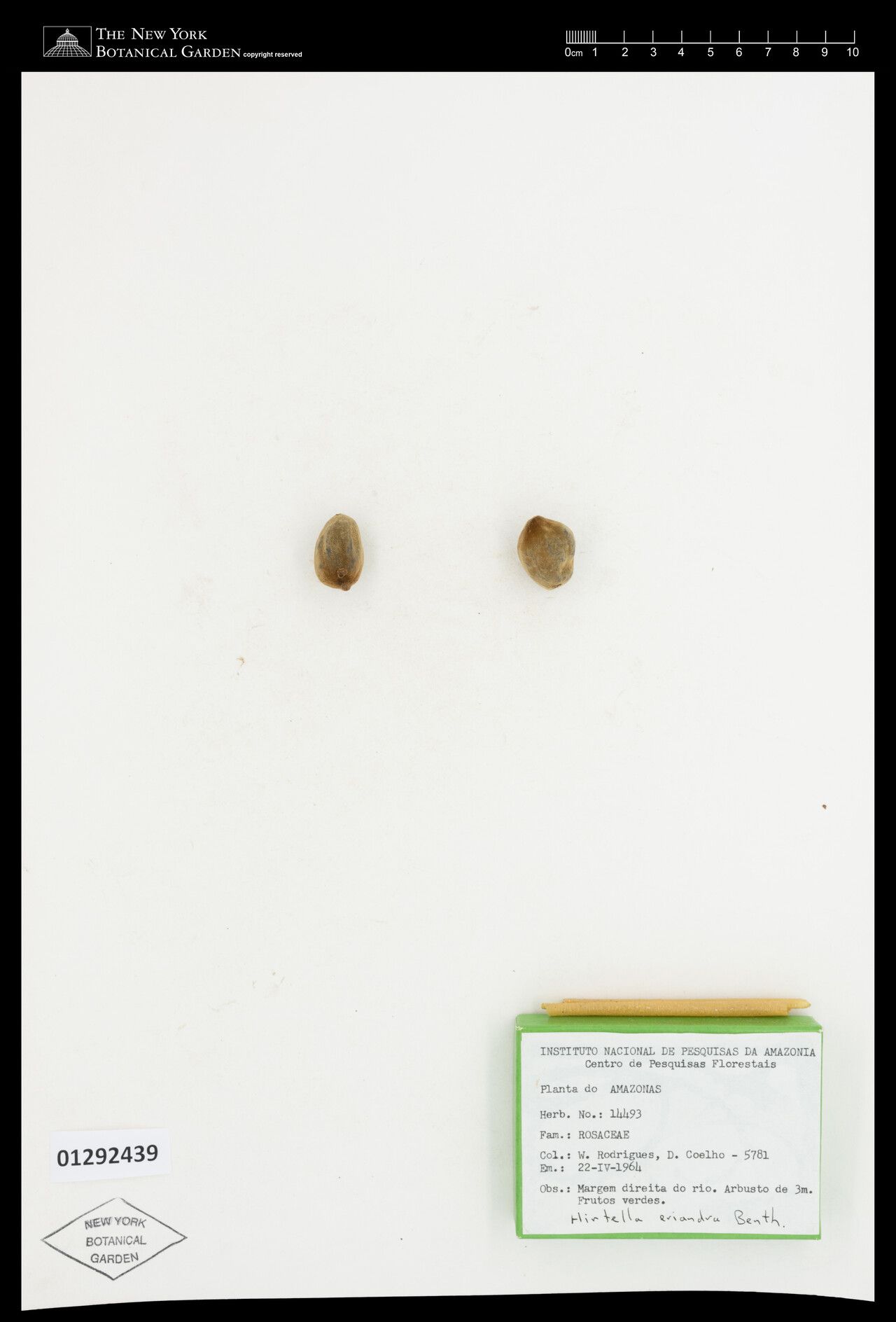 Hirtella eriandra fruit